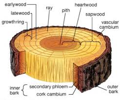 木材的形成。
