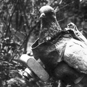 鸽子，二战中用来收集航拍照片的鸽子